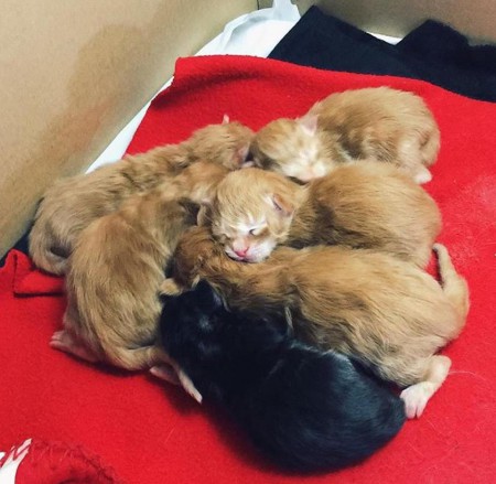 Tulipentueen ensimmäinen päivä <3