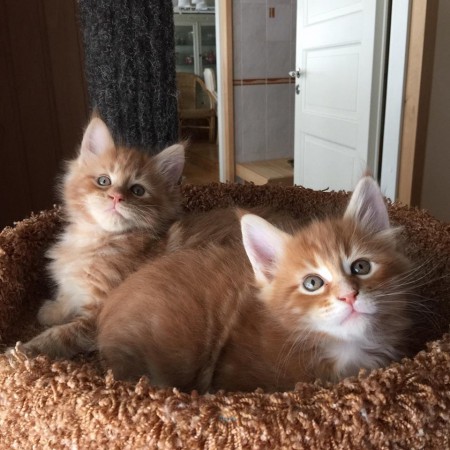 Lepokallion Loimu (vas.) ja Roihu (oik.)